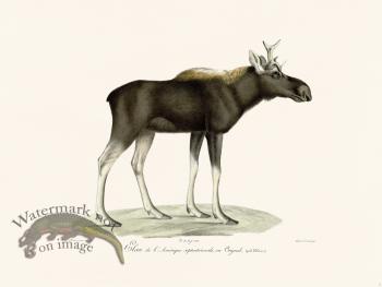 Cuvier 001 Moose